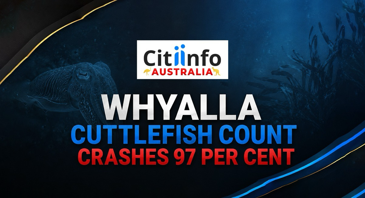 Whyalla Giant Cuttlefish Count Crashes 97% in 2026